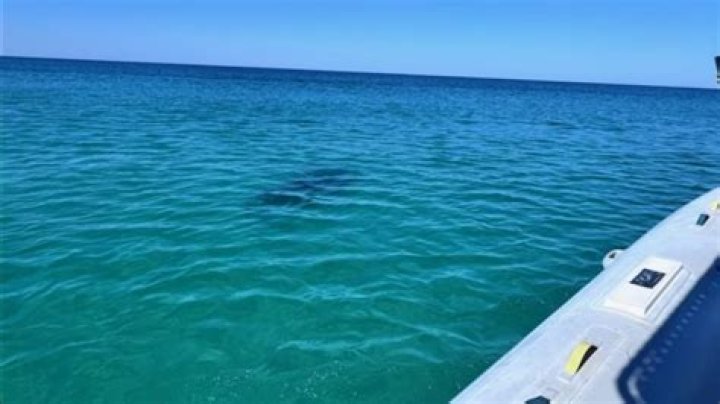 How many shark attacks have there been in Virginia Beach?