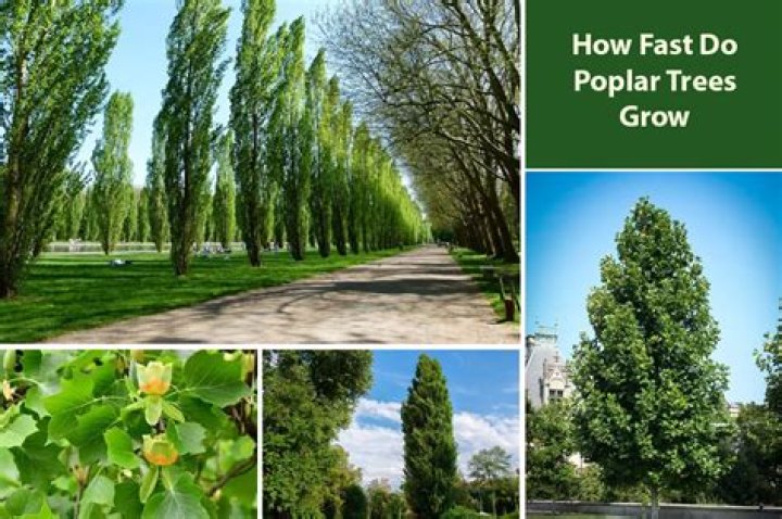 How much does a tulip poplar tree grow in a year?