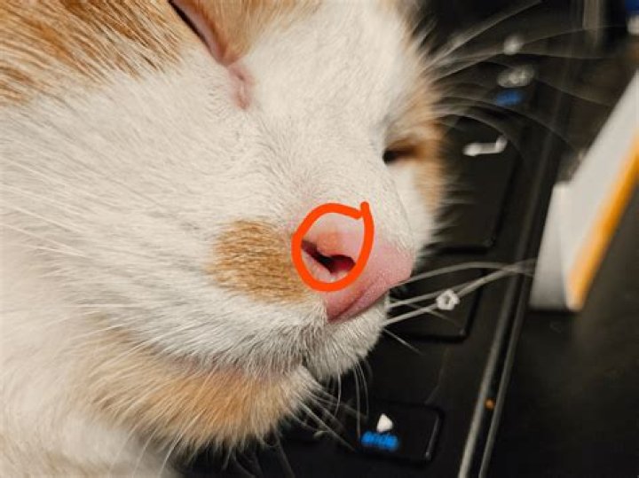 How much does it cost to have a growth removed from a cat?