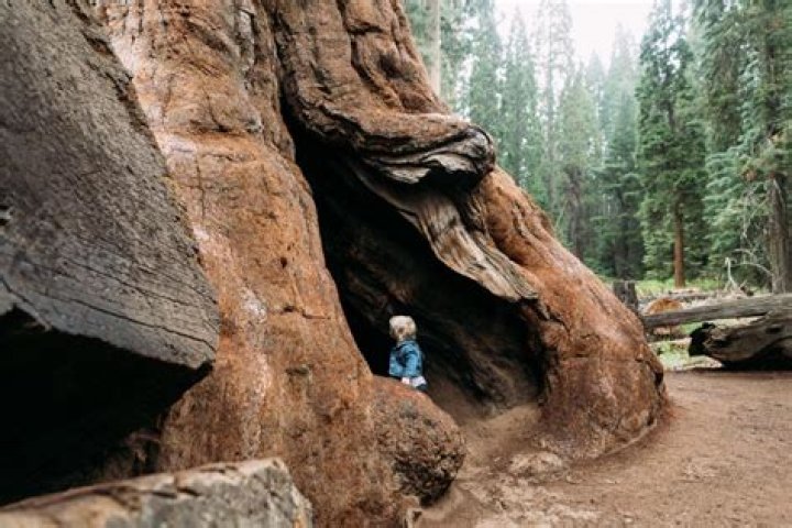 How old are the sequoias?