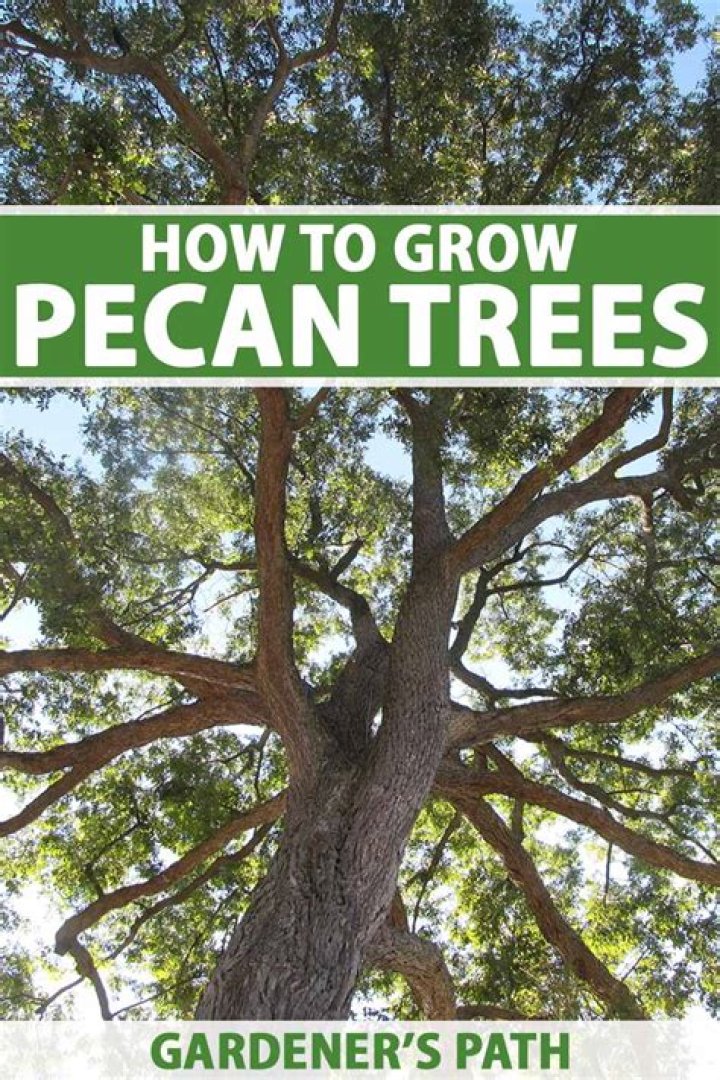 How old does a pecan tree have to be to produce pecans?