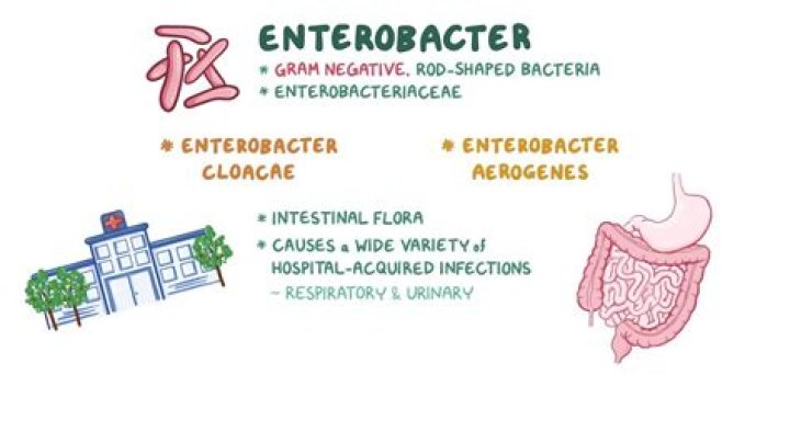 How serious is Enterobacter cloacae?