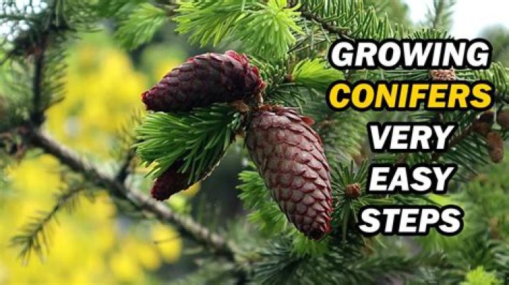 How tall do Goldcrest conifers grow?