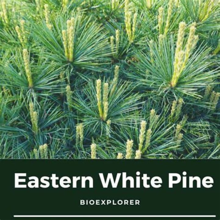 How tall is a eastern white pine?