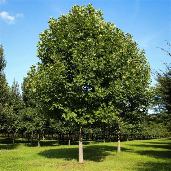 Is a tulip poplar a good tree?
