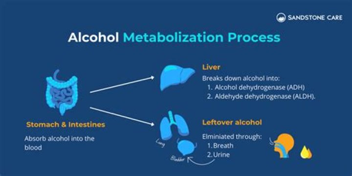 Is alcohol metabolized in the stomach?