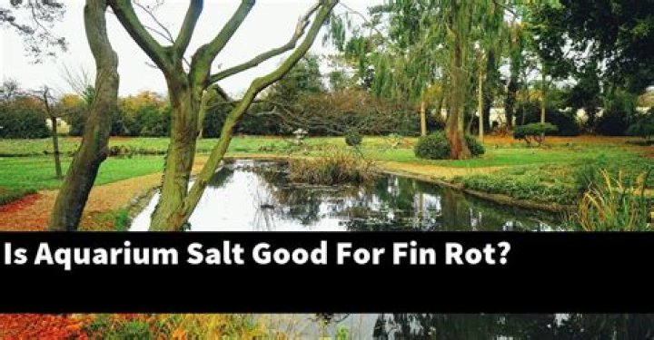 Is aquarium salt good for fin rot?