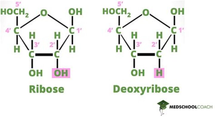 Is arabinose a pentose or hexose?