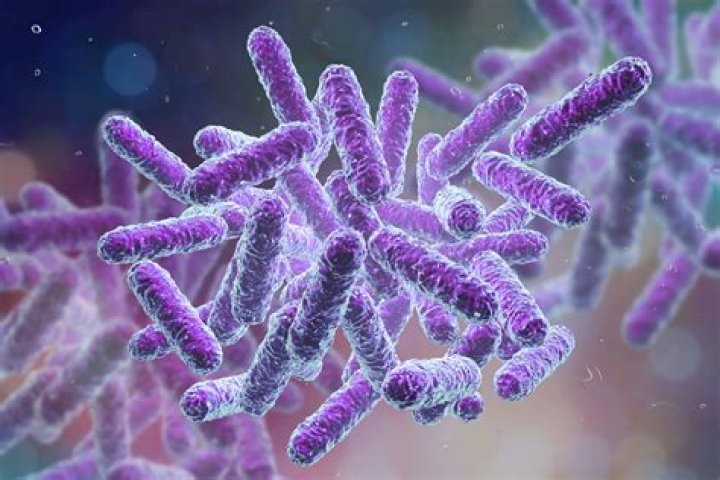 Is bacteria more or less complex than a virus?