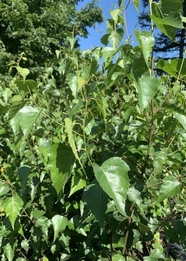 Is Birch Bark poisonous?