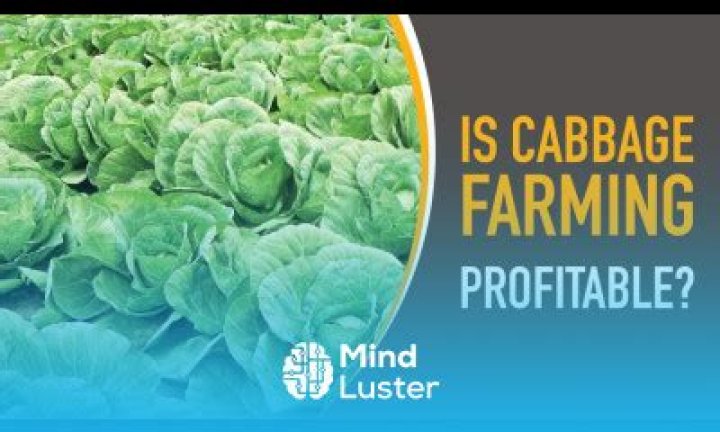 Is cabbage farming profitable?