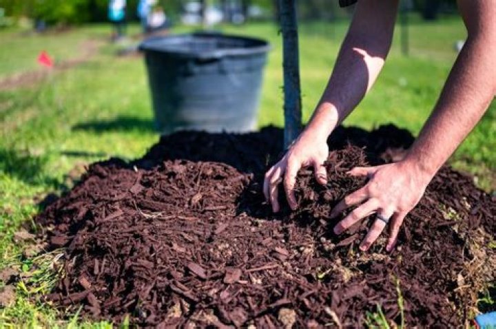 Is composted manure good for lawns?