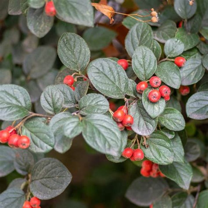 Is cotoneaster an evergreen?