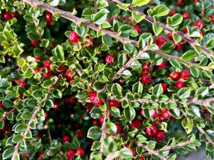 Is cotoneaster an invasive species?