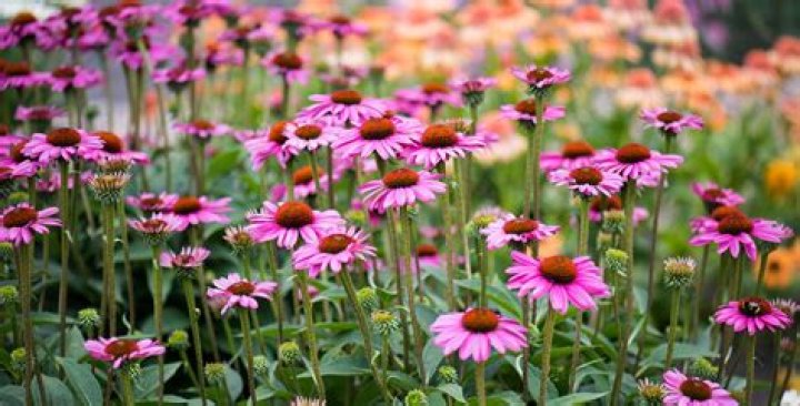 Is Echinacea native to Colorado?