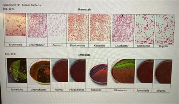 Is Enterobacter aerogenes Gram positive or negative?