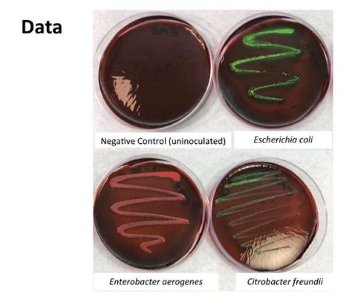 Is Enterobacter cloacae Gram positive or negative?