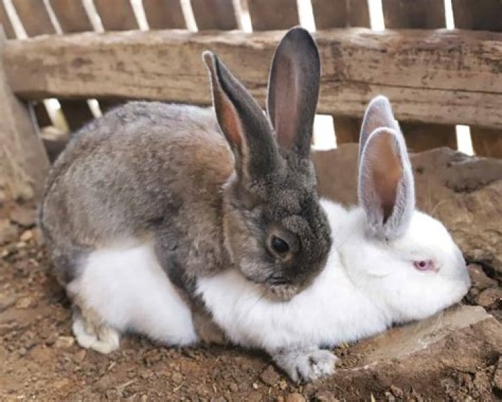 Is it OK to keep rabbits in a garage?