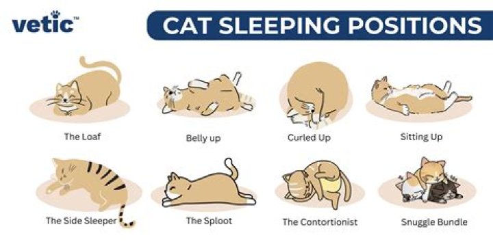 Is it okay for my cat to sleep with me?