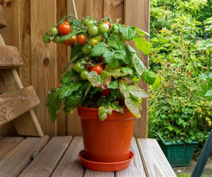 Is it too late to plant tomatoes in July?