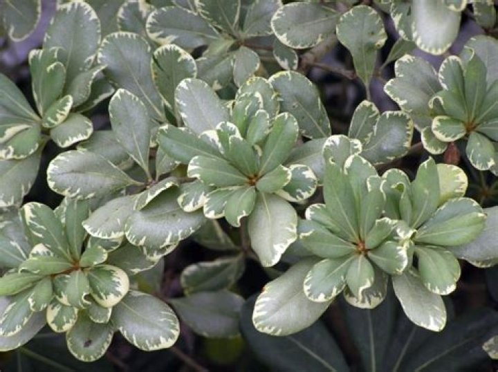 Is Pittosporum toxic to dogs?