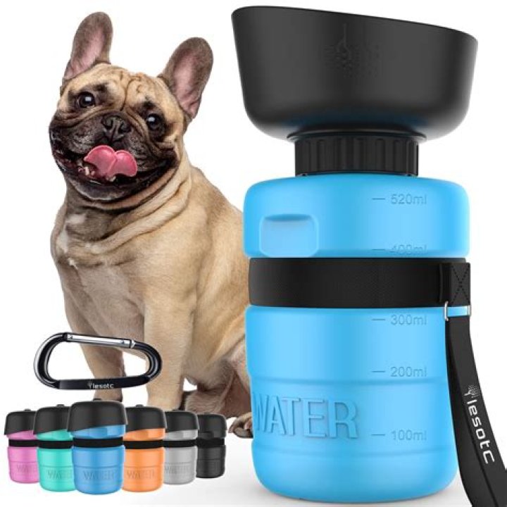 Is Pond water safe for dogs to drink?