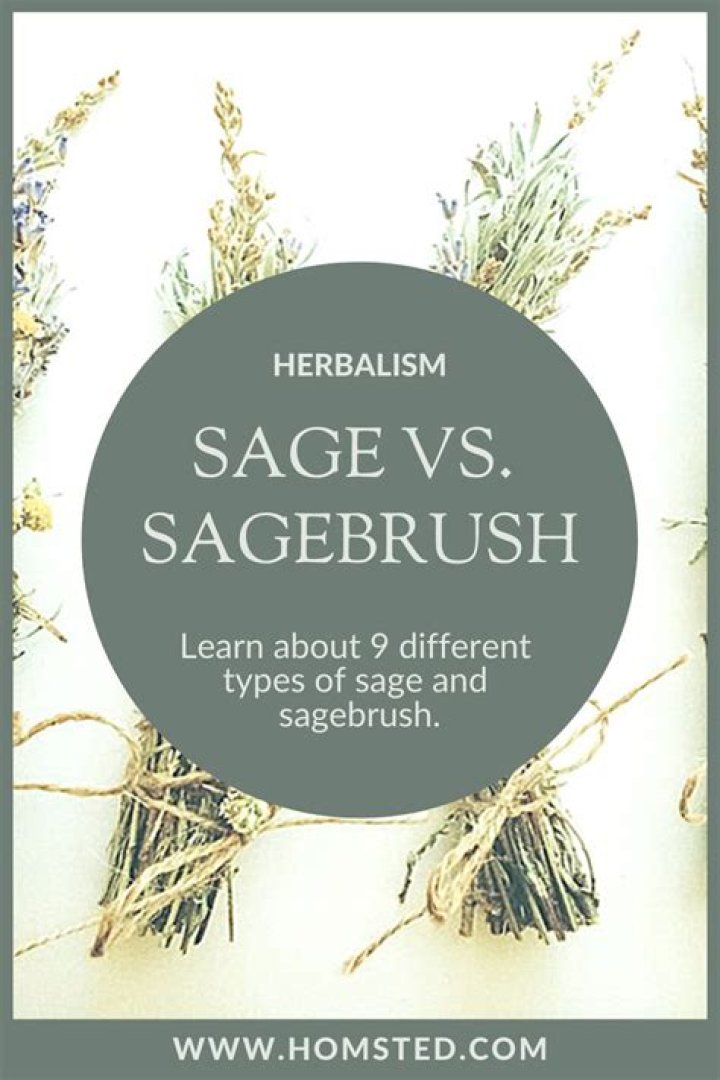 Is sage and sagebrush the same?