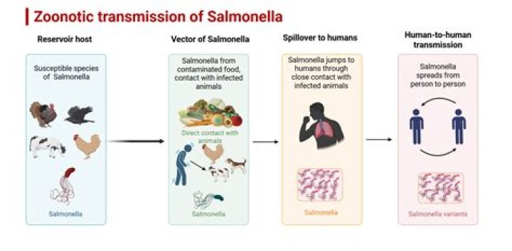 Is Salmonella pullorum zoonotic?