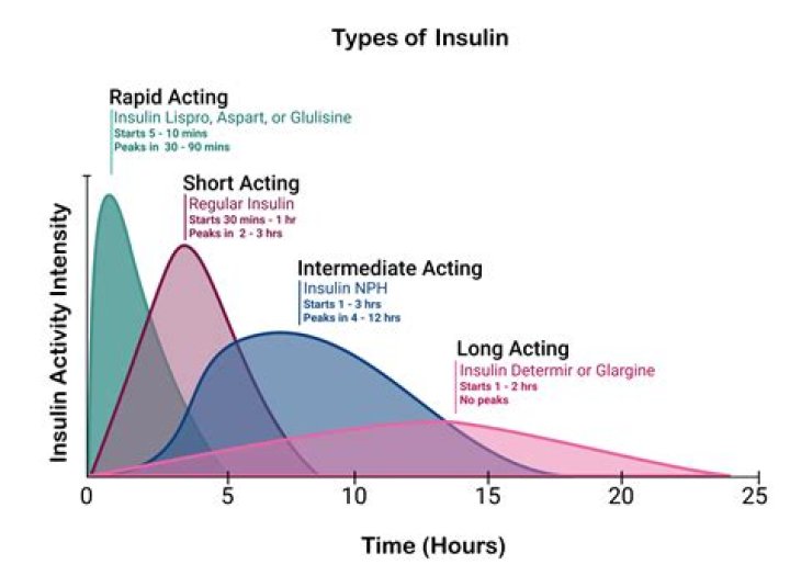 Is short acting and rapid acting insulin the same?