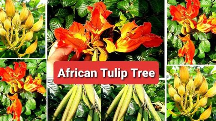 Is the African tulip tree poisonous?
