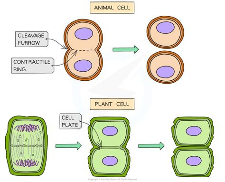 Is there a cleavage furrow in plant cells?