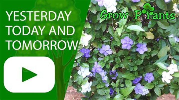 Is there a plant called yesterday today and tomorrow?
