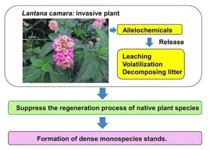 Is trailing lantana invasive?