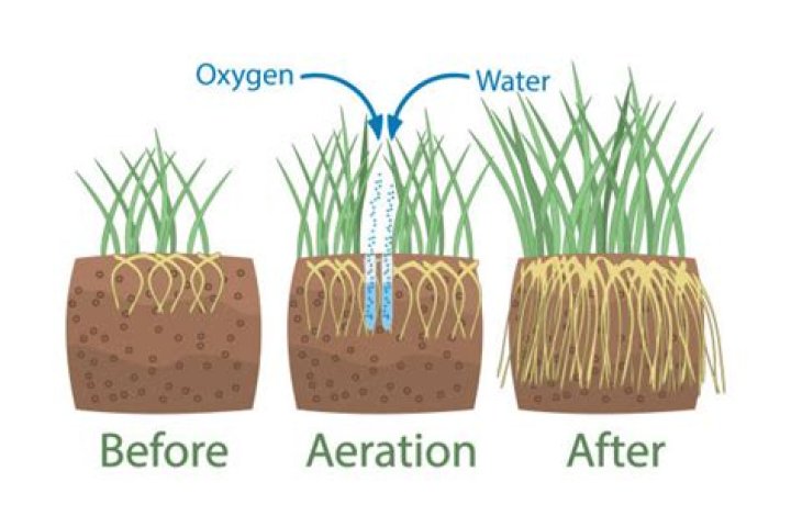 Should I fertilize before or after aeration?