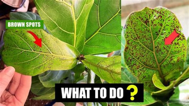Should you remove brown leaves from fiddle leaf fig?