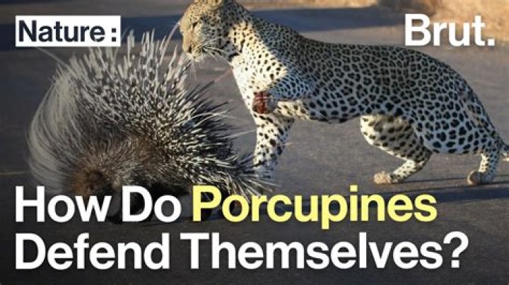 What animal has a special way of protecting itself from predators?