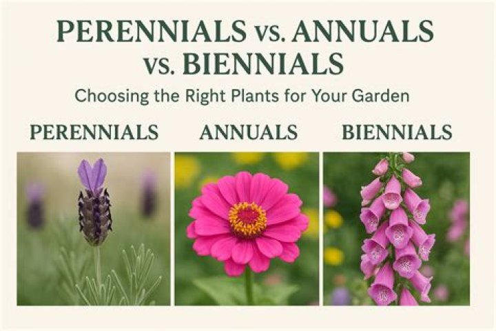 What are annuals and biennials?