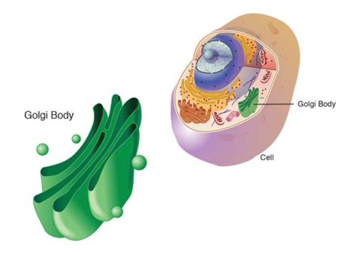 What are Golgi bodies called in a plant cell?
