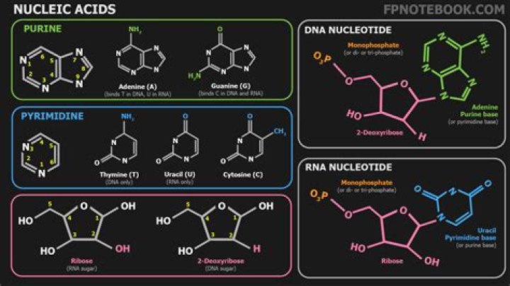 What are nucleotides and nucleic acids?