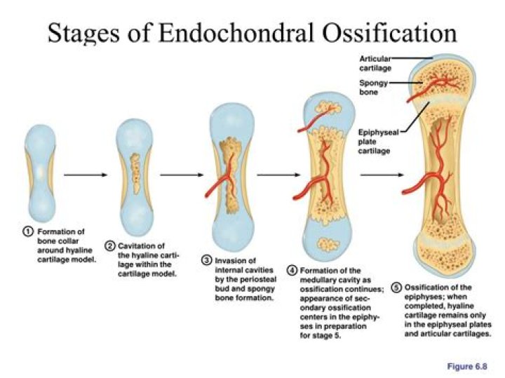 What are the 5 steps of endochondral ossification?