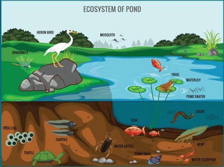 What are the components of pond ecosystem?