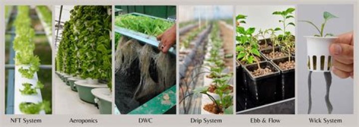 What are the different types of hydroponic systems?