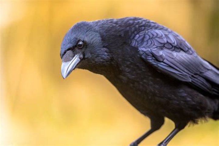 What bird looks like a giant crow?