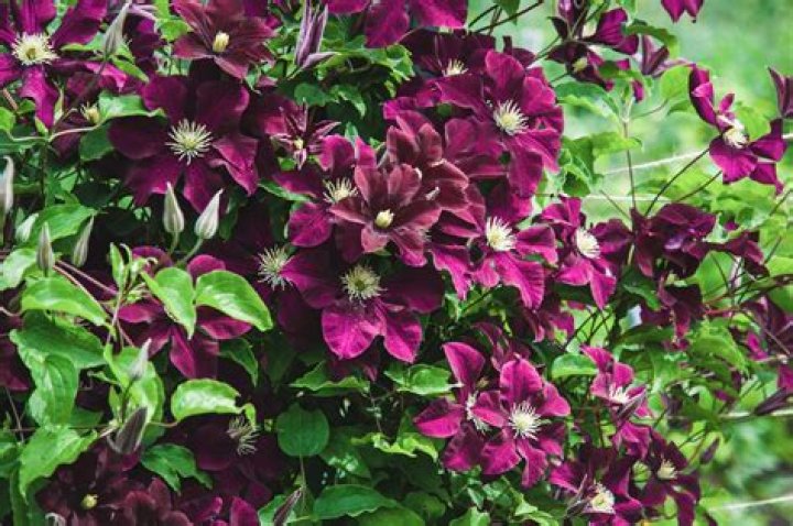 What can I feed my clematis in the spring?