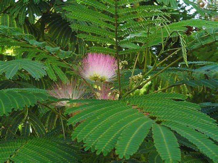 What can you plant in summer in South Africa?