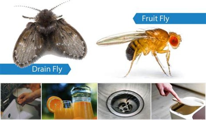 What causes big flies in the house?