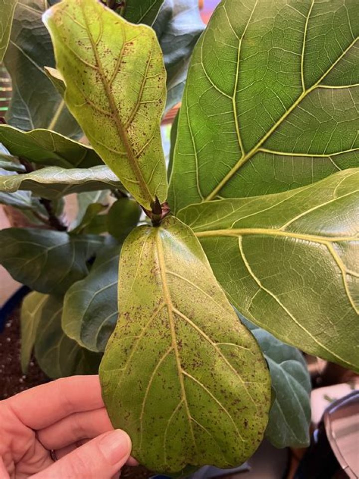 What causes brown spots on fiddle leaf fig leaves?