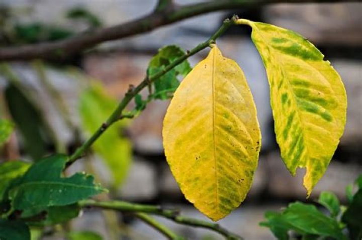 What causes yellowing of citrus leaves?