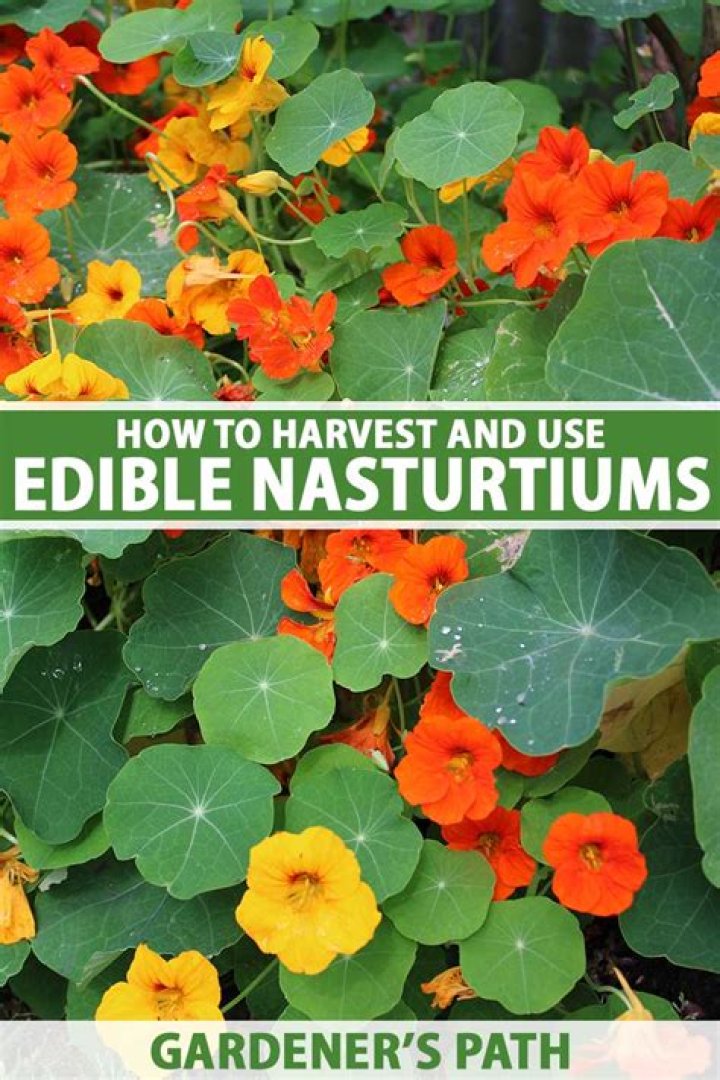 What do Nasturtiums grow well with?