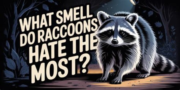 What do raccoons hate the smell of?